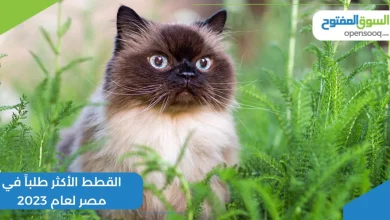 القطط الأكثر طلباً في مصر لعام 2023