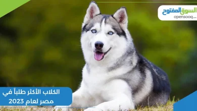 الكلاب الأكثر طلباً في مصر لعام 2023