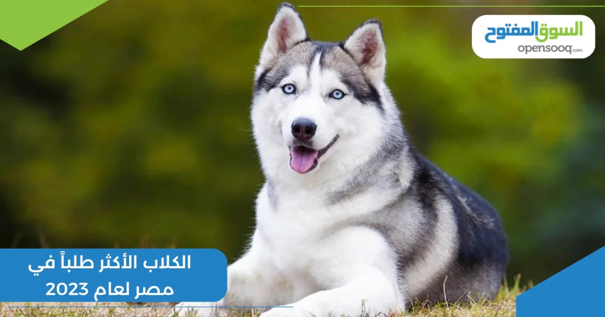 الكلاب الأكثر طلباً في مصر لعام 2023